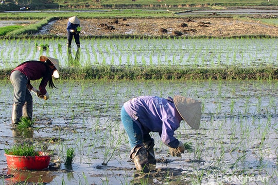 Yên Thành khẩn trương khép kín 12.500 ha lúa hè thu