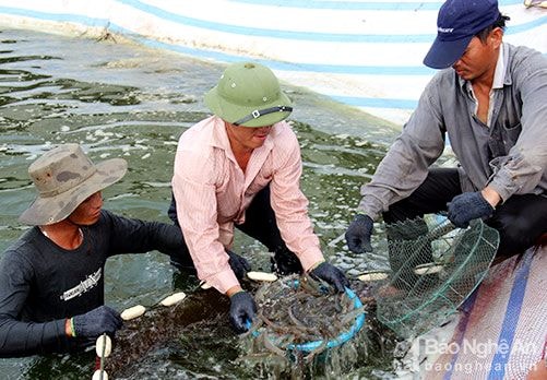 Tôm nuôi nước lợ được đưa vào danh mục sản phẩm quốc gia