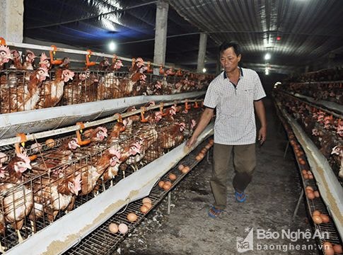 Trứng gia cầm giảm sâu vì thịt lợn?