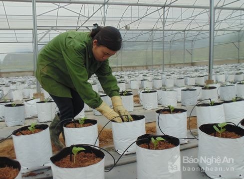 Con Cuông: Trồng rau sạch bằng công nghệ cao