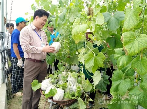 Anh Sơn: Trồng dưa lưới theo công nghệ Israel cho năng suất cao