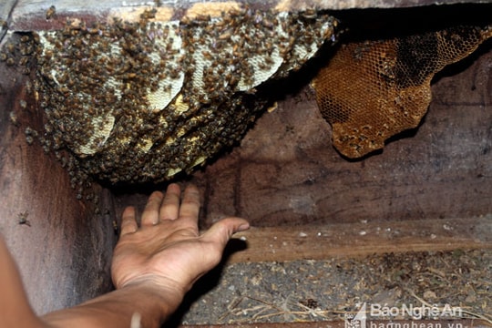 Kỳ lạ: Ong rừng về làm tổ trong tủ quần áo, loa thùng, tủ tivi nhà dân