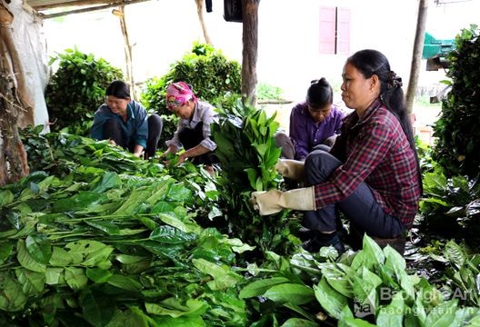 Chè xanh ở Nghệ An được đưa ra Hà Nội tiêu thụ trong những ngày nắng nóng