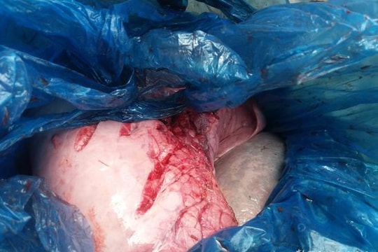 Bắt giữ 40 kg nội tạng, da động vật không rõ nguồn gốc