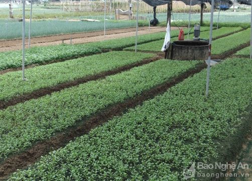 Rau mùi trái vụ cho thu nhập 150 triệu đồng/ha