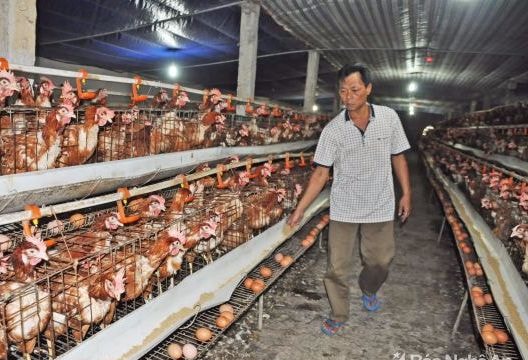 Trang trại gặp khó vì thiếu vốn