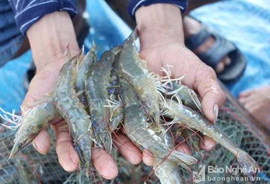 Nông dân An Hòa (Quỳnh Lưu) thắng lớn tôm vụ 1