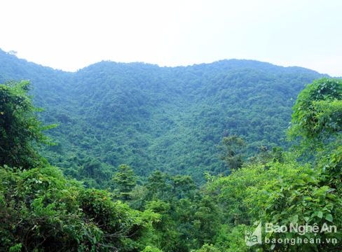 Người đàn ông mua khỉ, lợn thả vào rừng