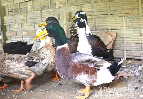 'Trứ danh' vịt bầu Quỳ đẻ ra vàng