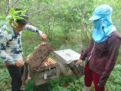 Theo mùa hoa, được mùa ong với thu nhập 'khủng'