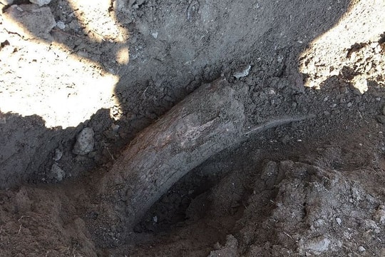 Phát hiện cặp ngà voi ma mút 400.000 năm