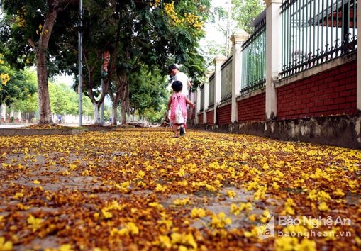 Rực rỡ hoa điệp vàng trên phố núi Kim Sơn