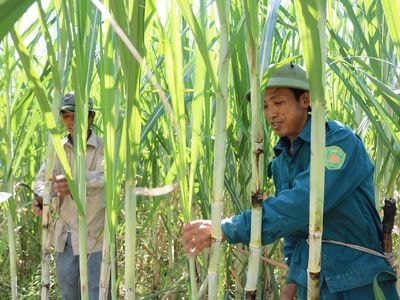 Công ty CP mía đường Sông Con hỗ trợ người trồng mía vốn vay