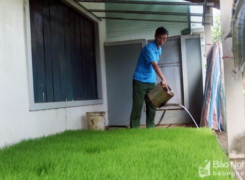 Nông dân gieo mạ trên thềm nhà tránh nắng