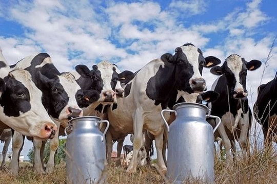 Đại gia thuê máy bay chở 4.000 bò sữa về cứu dân Qatar