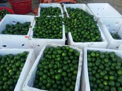 Nắng nóng, mỗi ngày có 100 tấn chanh ở Nghệ An 'ra Bắc'