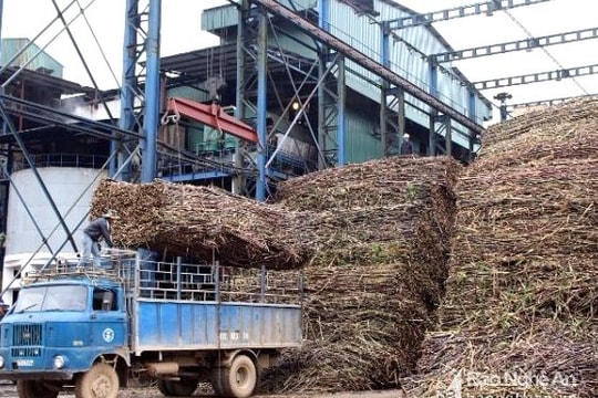 Hạn chế tình trạng 3 nhà máy đường ở Nghệ An tranh mua vùng nguyên liệu mía