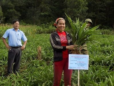 Đầu tư gần 1,5 tỷ đồng trồng cây hương bài tại Quỳ Hợp