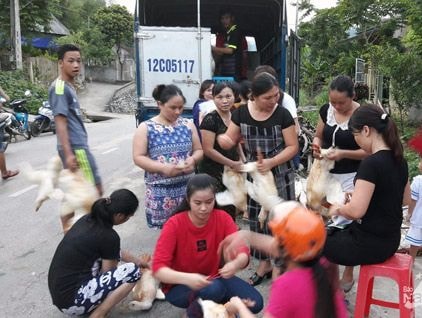 Thầy cô miền núi chung tay 'giải cứu vịt'
