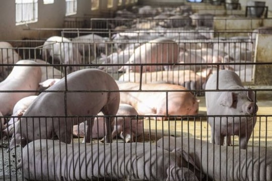 Sau 30/7, thịt lợn không truy xuất nguồn gốc sẽ không được bán ở chợ đầu mối