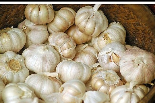 Những cảnh báo đáng sợ từ tỏi Trung Quốc