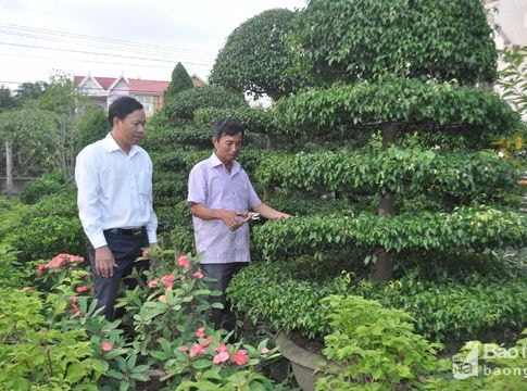 Thành phố Vinh chi 17 tỷ đồng cho hệ thống cây xanh