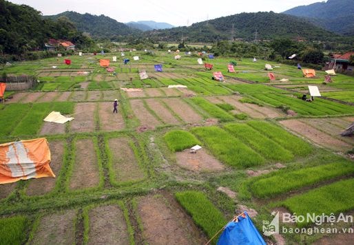 Mang chăn, chiếu, ri đô ra đồng tỉa mạ