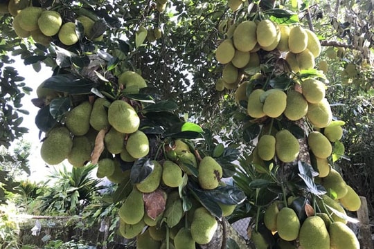 Ngạc nhiên với cây mít có 400 quả