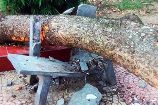 Bị cành cây rơi trúng đầu, nữ hiệu phó thiệt mạng tại sân trường