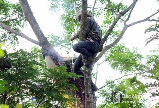 Mùa săn ong mật rừng ở xứ Nghệ