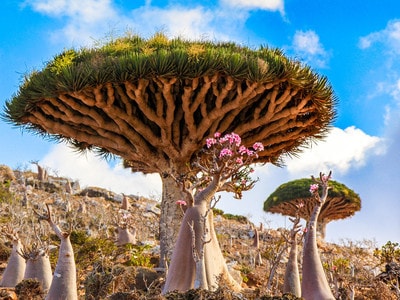 Chiêm ngưỡng 10 loài cây cổ thụ đẹp nhất thế giới