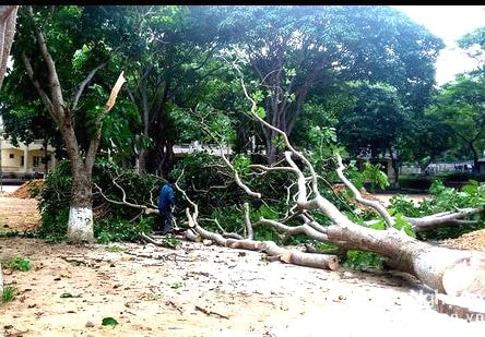 Trường THPT Quế Phong chặt bỏ toàn bộ cây ngô đồng