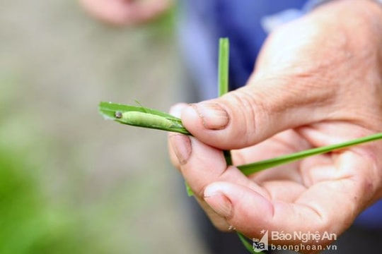 Sâu cuốn lá gây hại, người dân thiếu mạ vụ hè thu