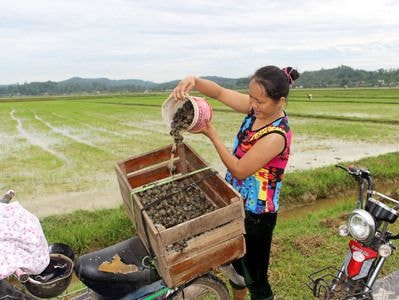 Cả làng đi bắt ốc bươu vàng, cứu lúa