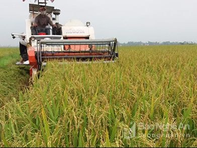 Chính phủ giao Nghệ An giữ ổn định 94.000 ha đất trồng lúa