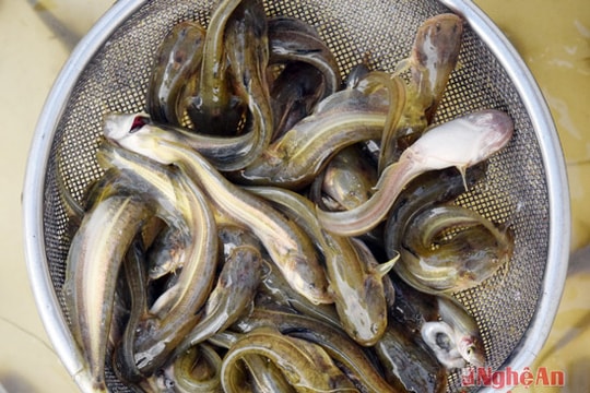 Con Cuông nuôi cá leo thương phẩm trong ao đất