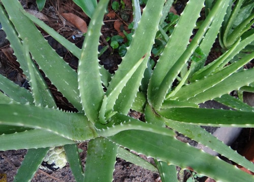 Lô hội trị tiêu chảy hiệu quả cho trẻ