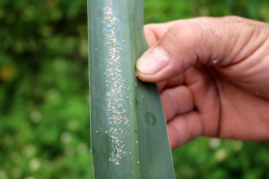 Anh Sơn 50 ha mía bị nhiễm rệp xơ bông trắng