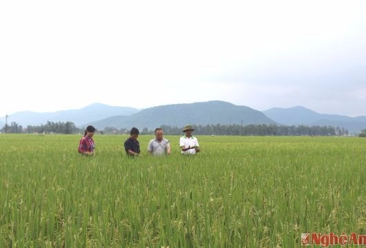 Nghệ An bình quân mỗi năm thành lập mới 20 – 30 HTX Nông nghiệp