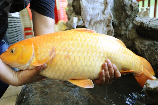 Câu được cá chép vàng khủng ở Hồ Goong