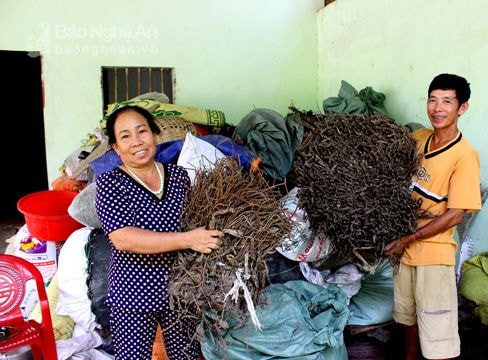 Nông dân Nghi Lộc trồng nhân trần, mã đề chống hạn, thu nhập cao