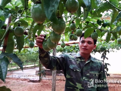 Kỳ Sơn vui vụ chanh leo được mùa, được giá