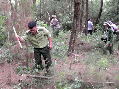 Chủ động phòng, chống cháy rừng vùng giáp ranh