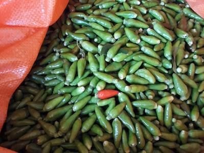 Dân bản mang ớt rừng trồng trong vườn nhà, thu hàng chục triệu/năm