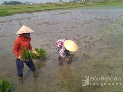 Tập trung khép kín diện tích lúa hè thu