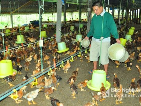 Xã Nghi Đức (TP. Vinh) phát triển hiệu quả 200 mô hình kinh tế gia trại