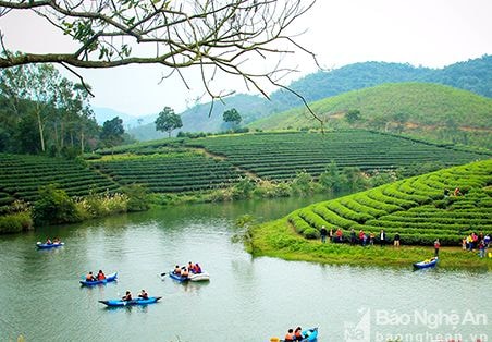 25 đơn vị lữ hành nước ngoài khảo sát khu vực Đảo chè ở Thanh Chương (Nghệ An)