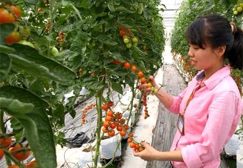 Những mức hỗ trợ hấp dẫn cho doanh nghiệp đầu tư vào nông nghiệp