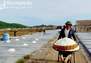Tranh chấp với nắng 'giành muối' khi giá thu mua tăng