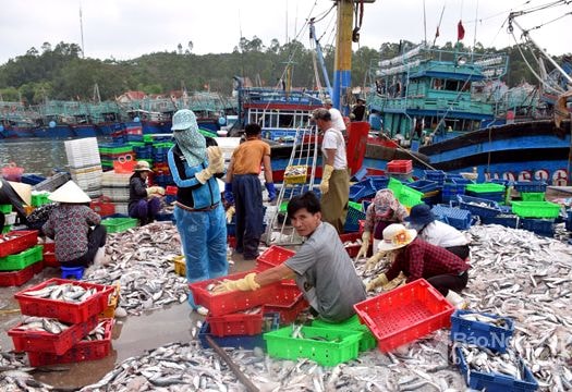 Ngư dân Nghệ An trúng mẻ cá ngăm gần 1 tỷ đồng